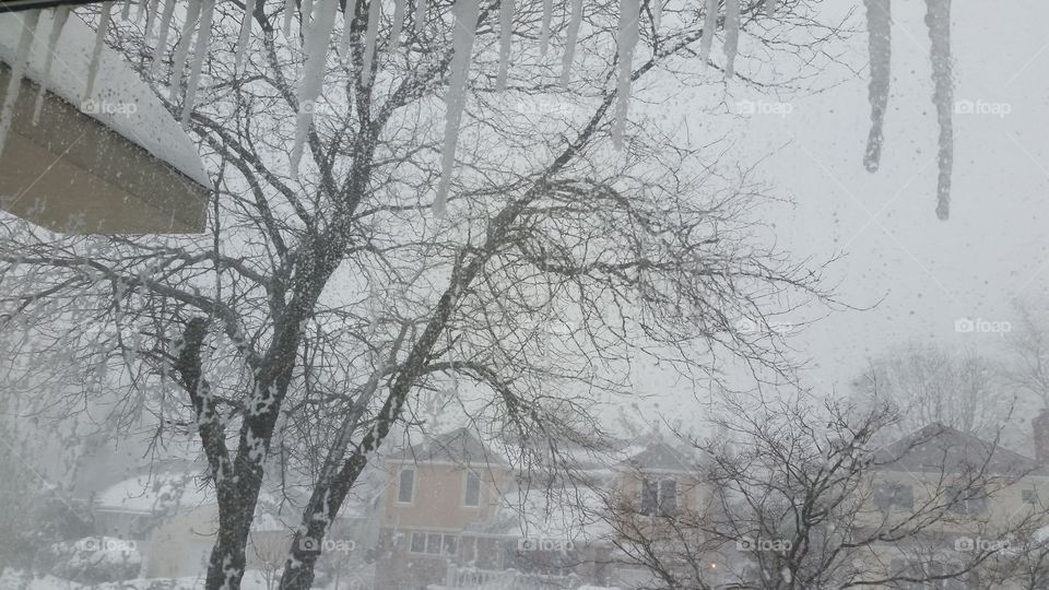 Winter, Snow, Cold, Tree, Frost