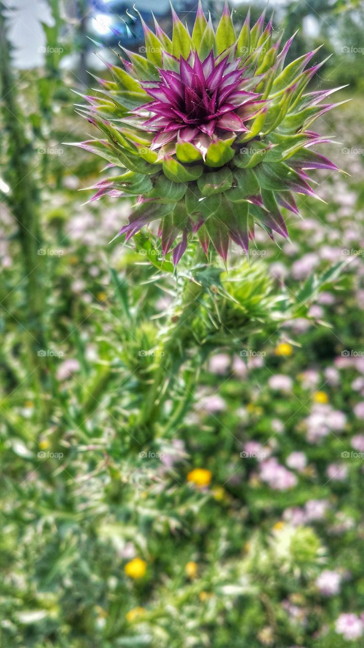 Nature. Wildflowers