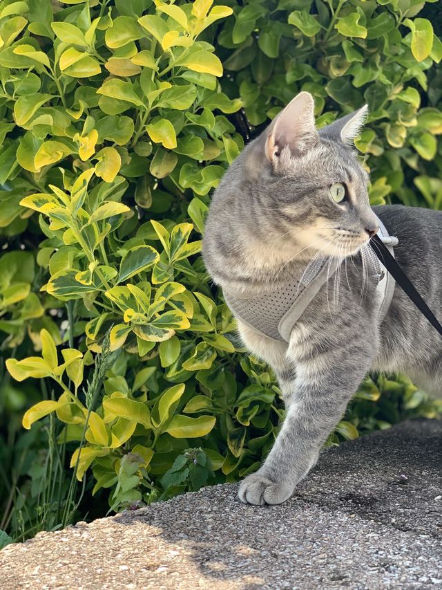 Cassie cat
