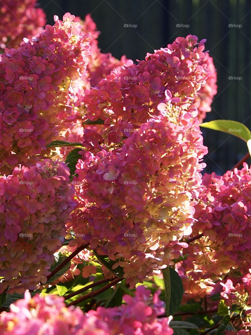 Sunlit hydrangeas