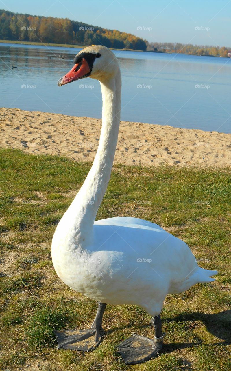 swan