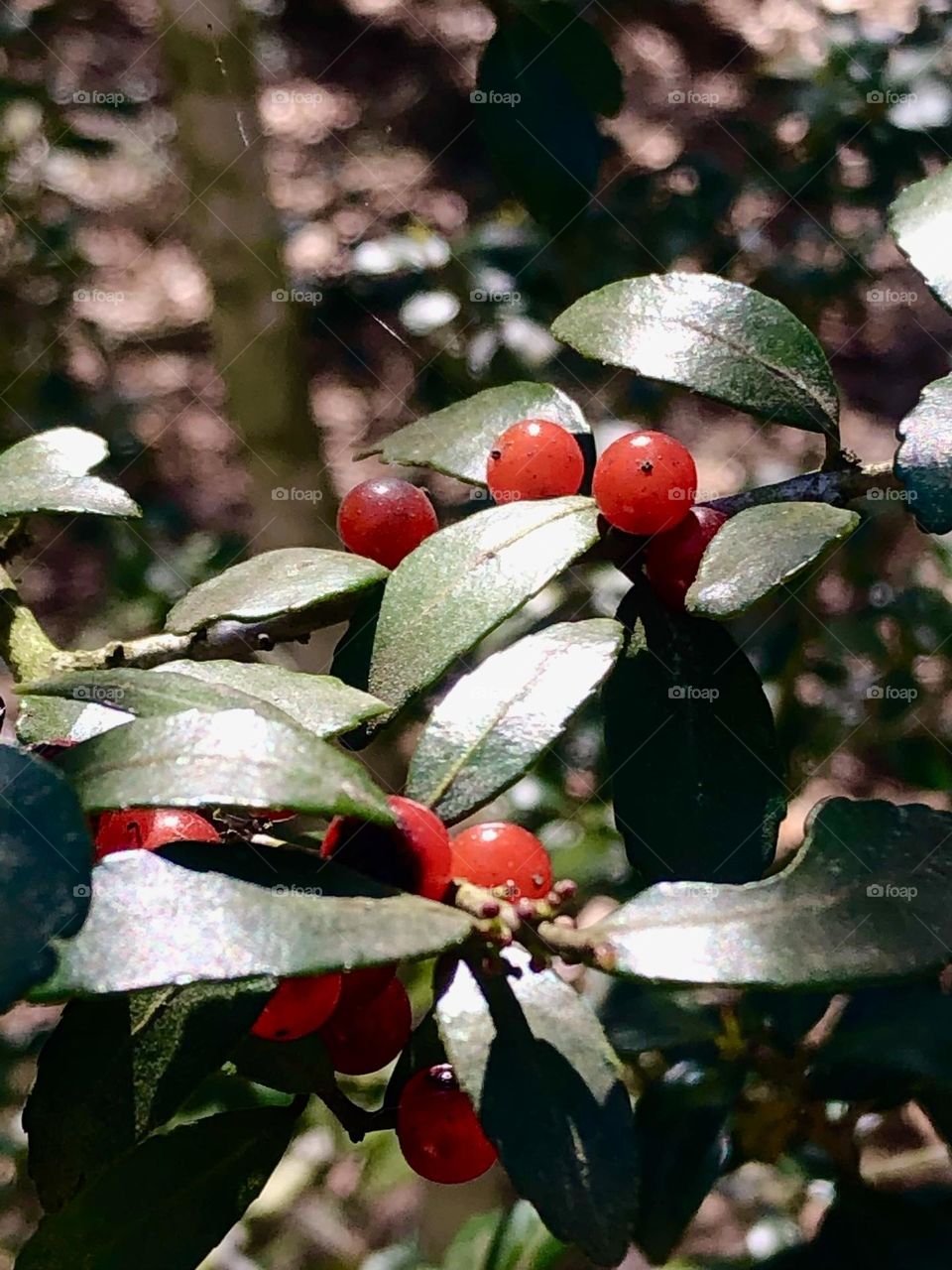 Another Yaupon tree with its berries basking in the sun after the storm here today in Texas ☀️