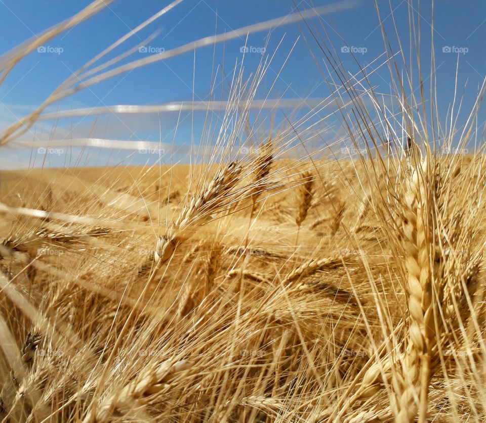Beautiful wheat field in the summer.
