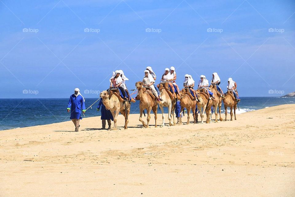 Camel Safari