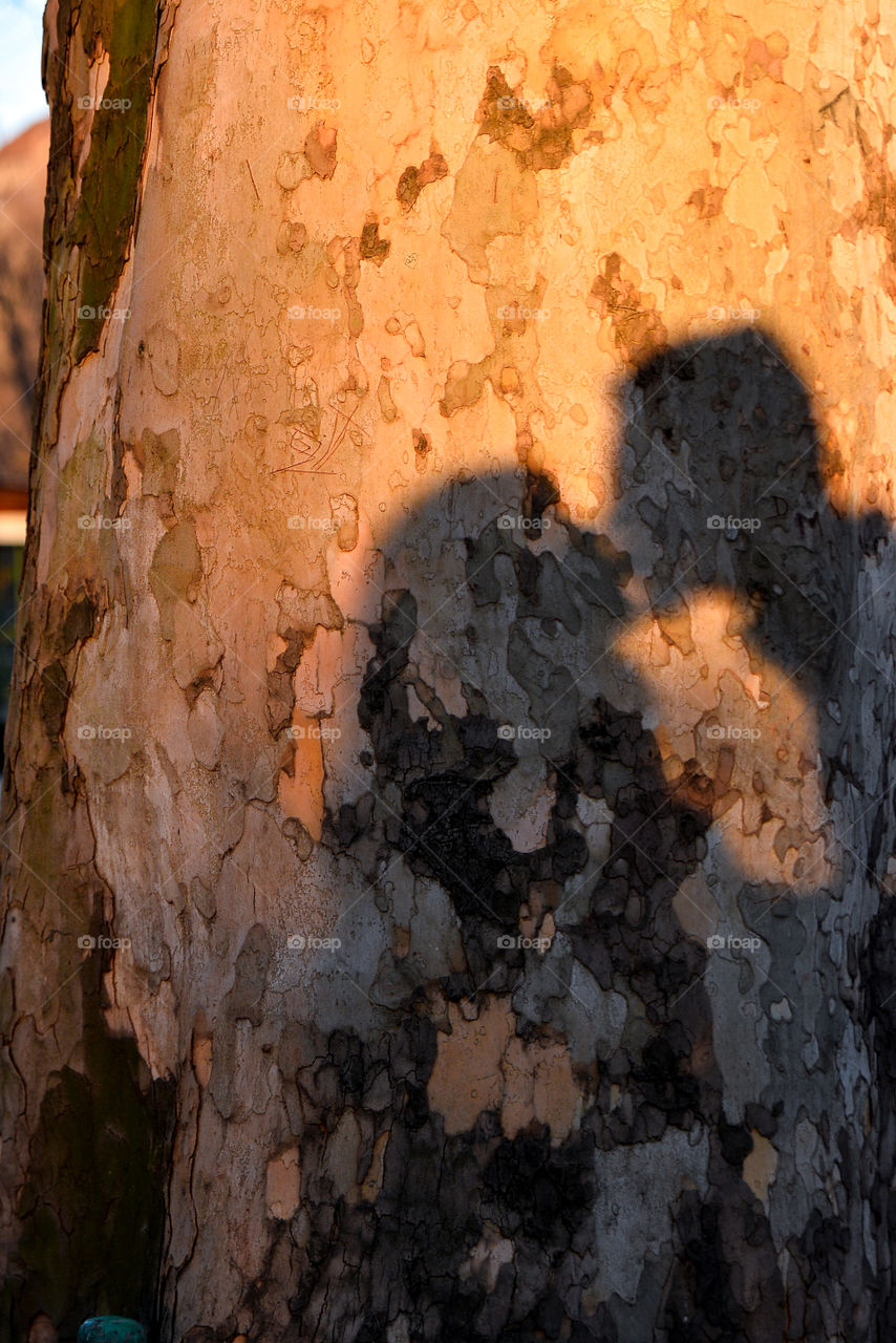 Couple kissing shadow on a tree