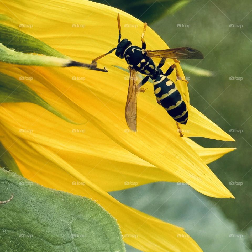 Flower Pedals with Bee