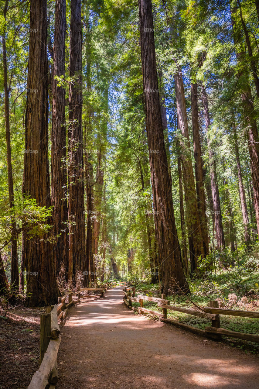 Peaceful trail winding through an impressive forest of tall redwoods. 