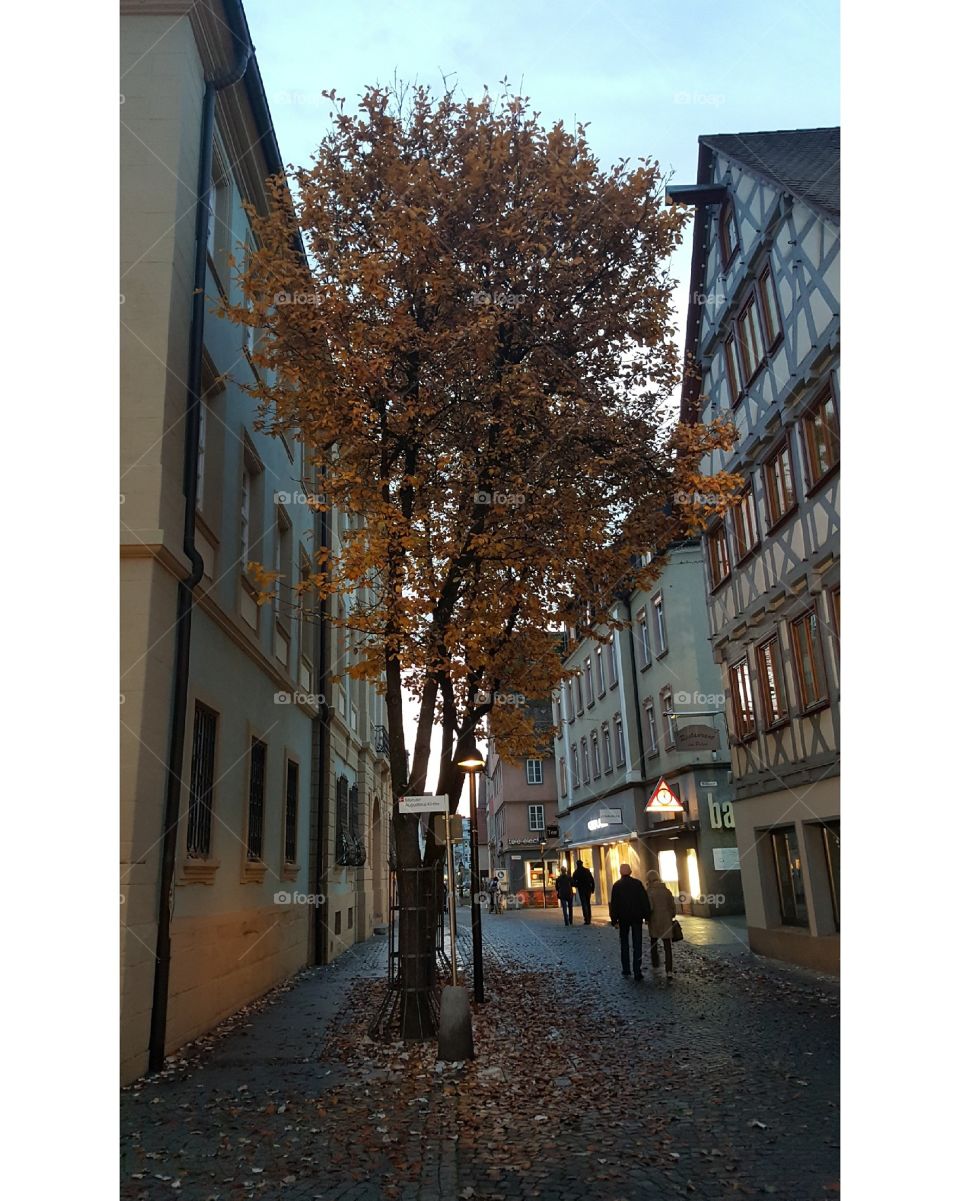 Baum in der Innenstadt