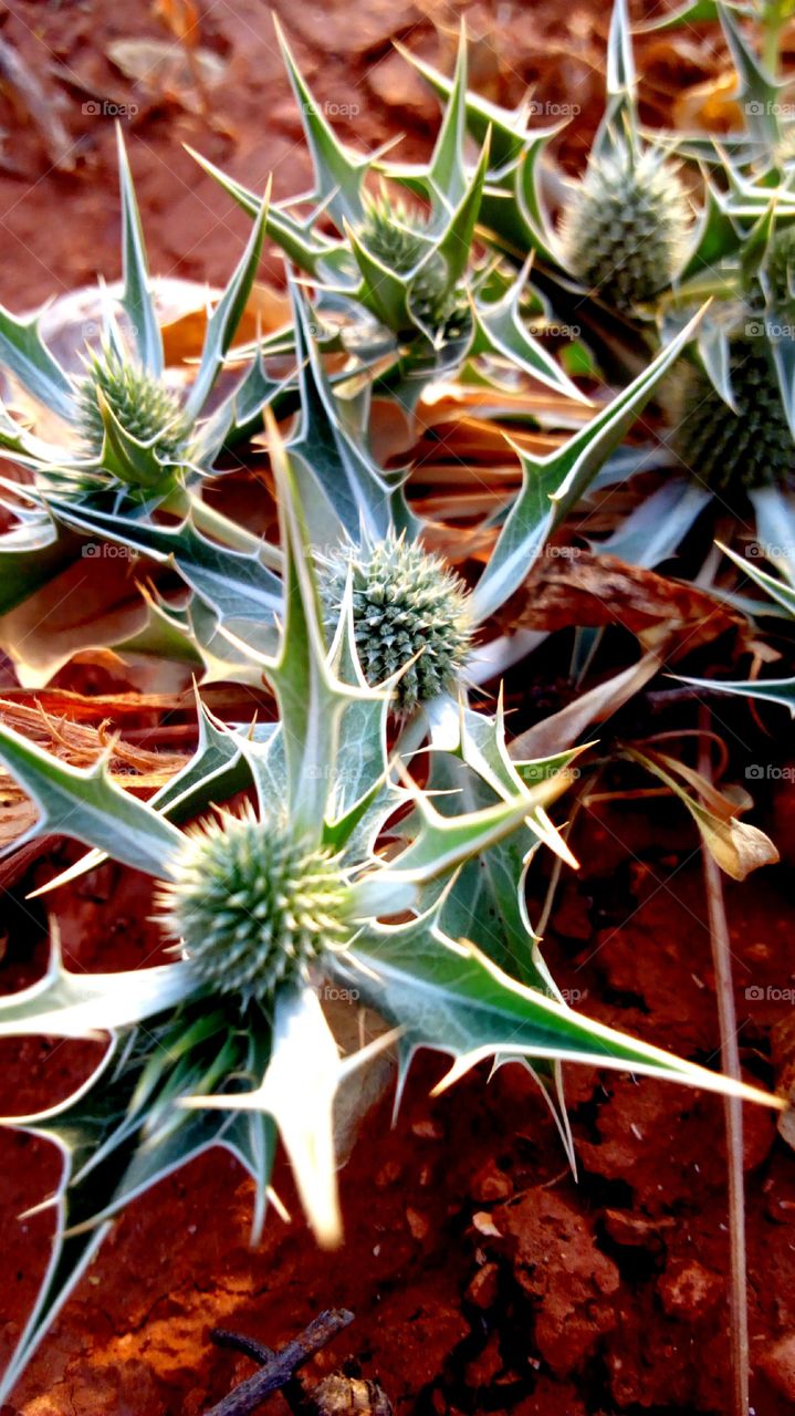 Close-up of cactus plant