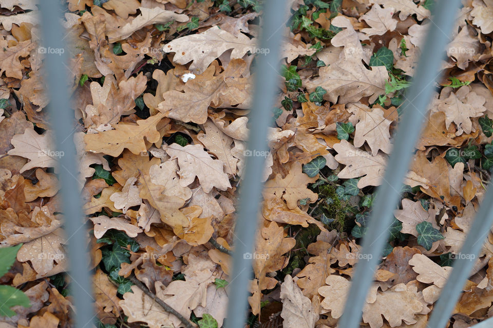 Leaf, Desktop, Fall, No Person, Wood