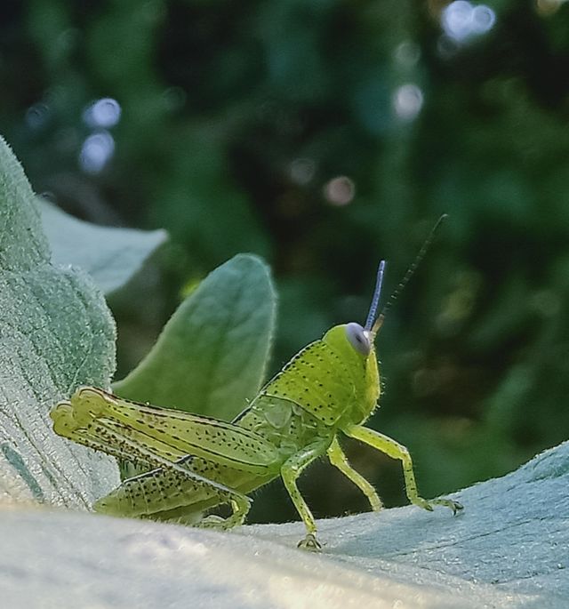 locust🦗
