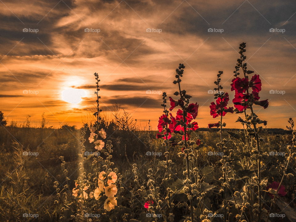 wildflowers at sunset