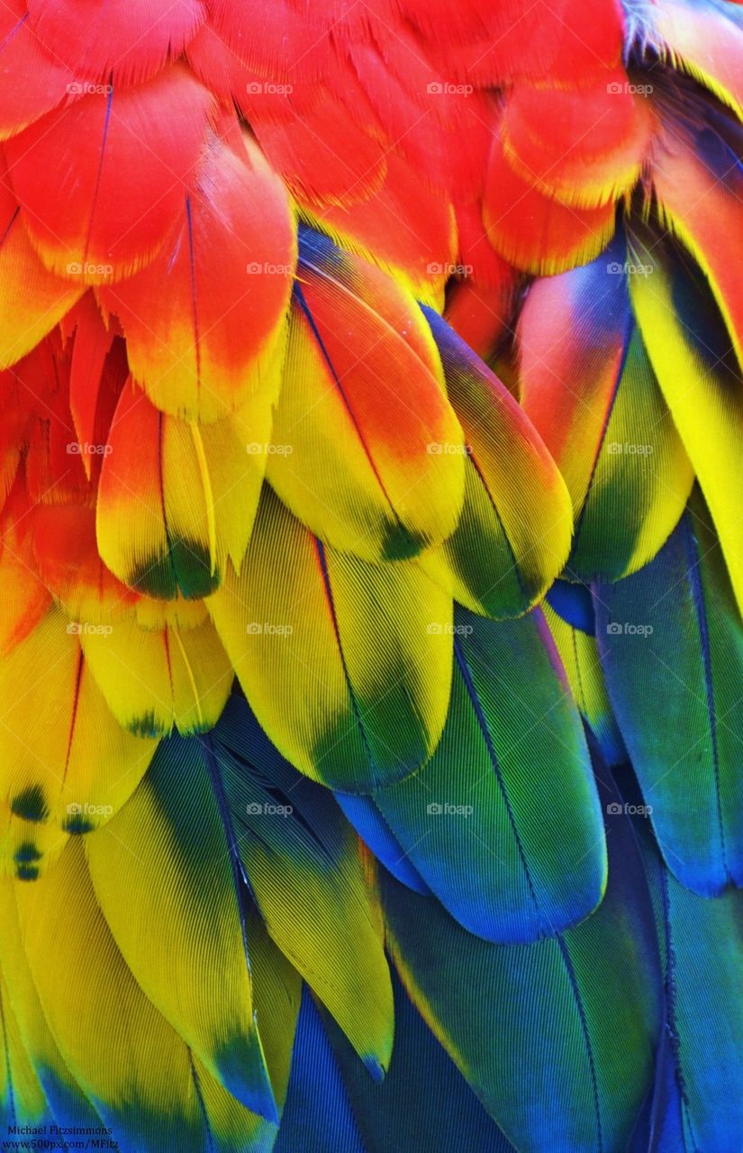 Rainbow Feathers