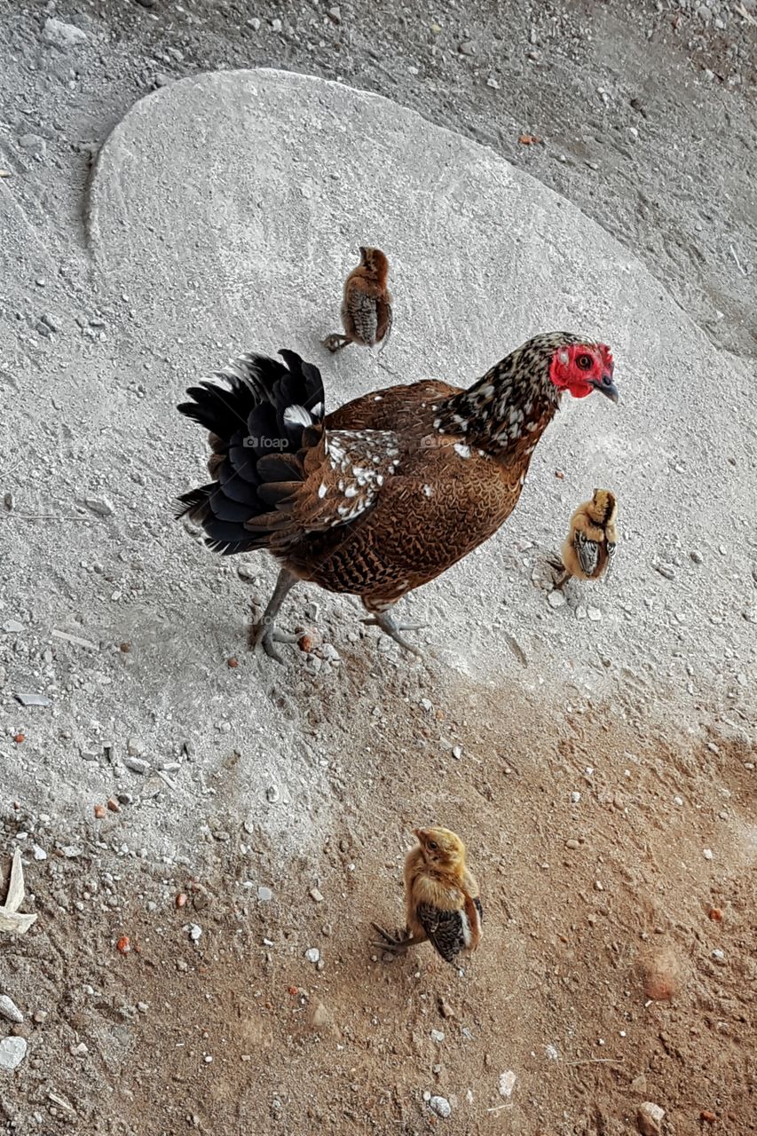 hen and three children
