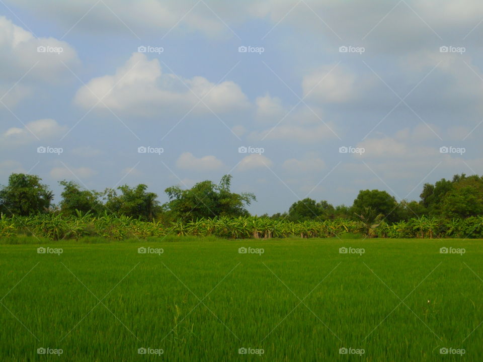 Rice field
