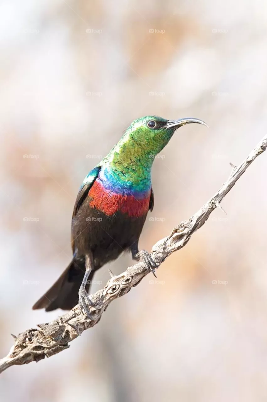bird