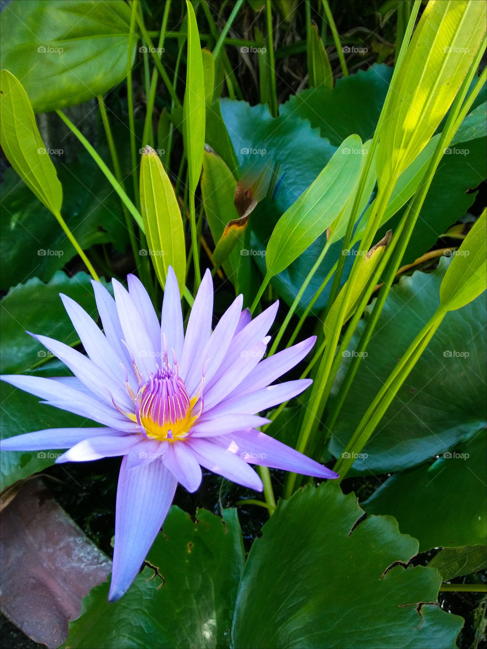 Violet lotus blo