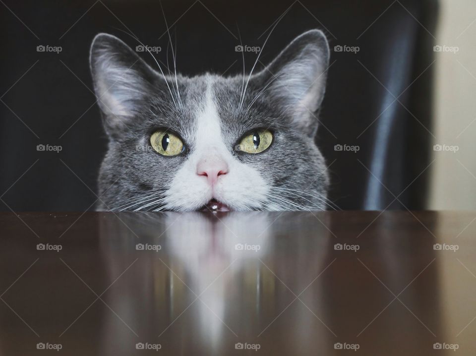 Cat looks at the table