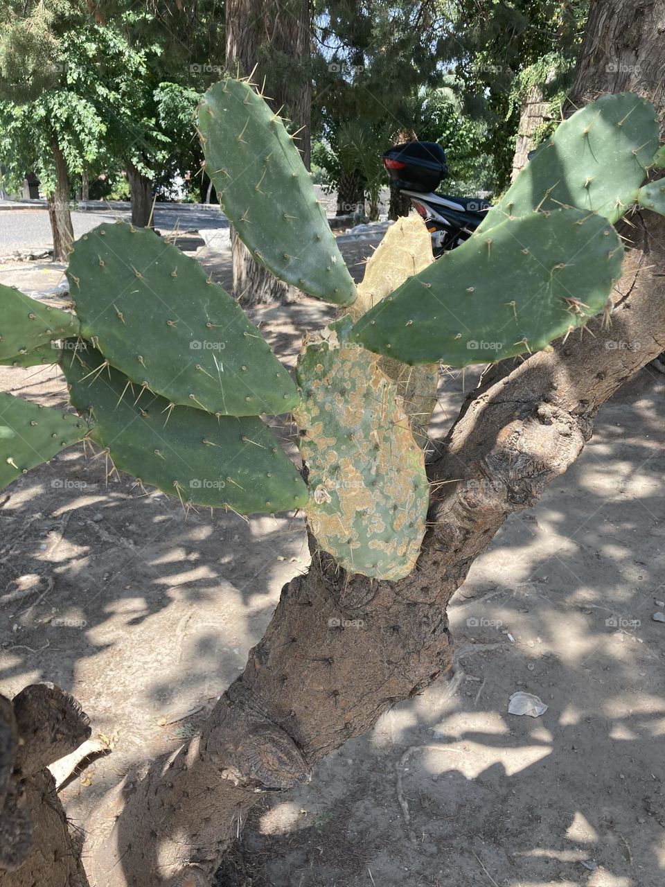 Cactus. Sunny holidays I’m Turkey. Walk in the cute city and charming streets by the beach in Kusadasi. perfect blue sky and ocean view. Beach and the shore. To travel is to live. Gorgeous tall palm trees.