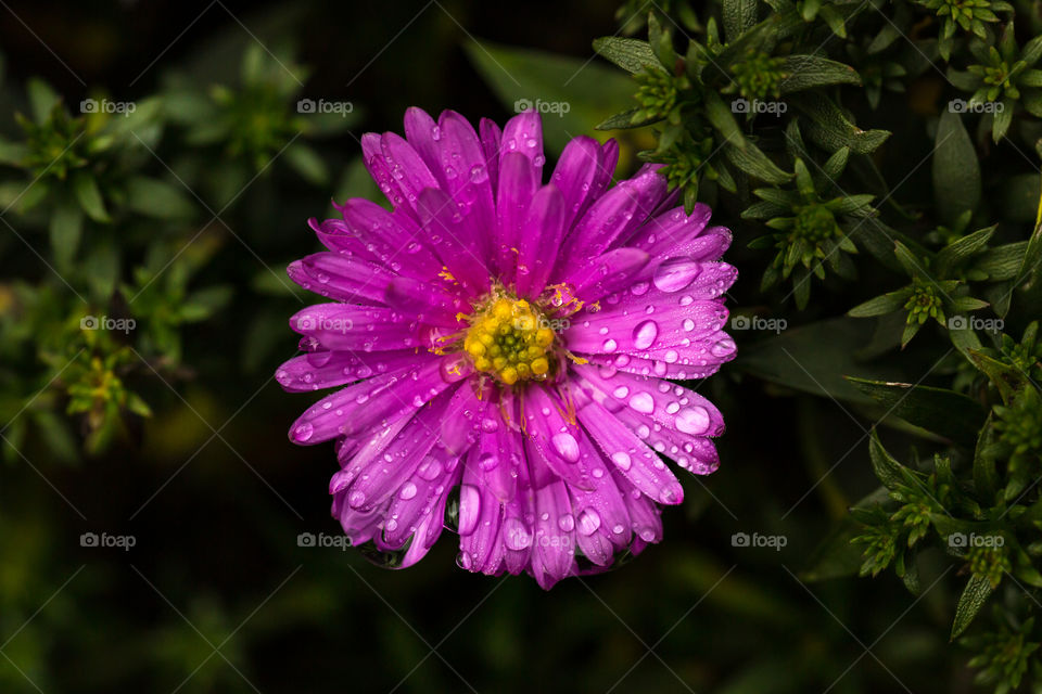 Closeup on a blooming purple autumn aster flower with raindrops 