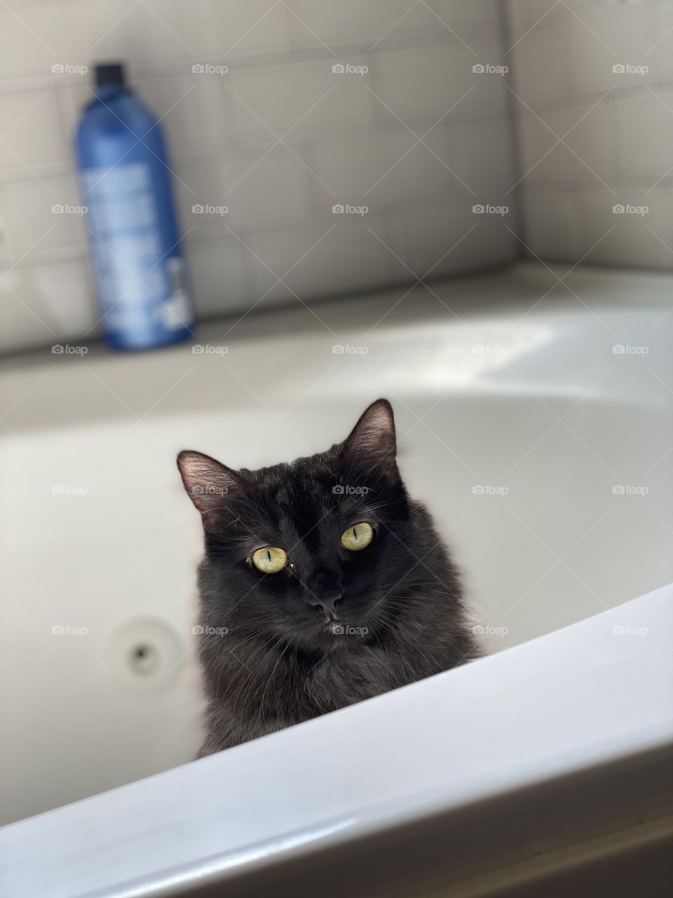 Cat bath