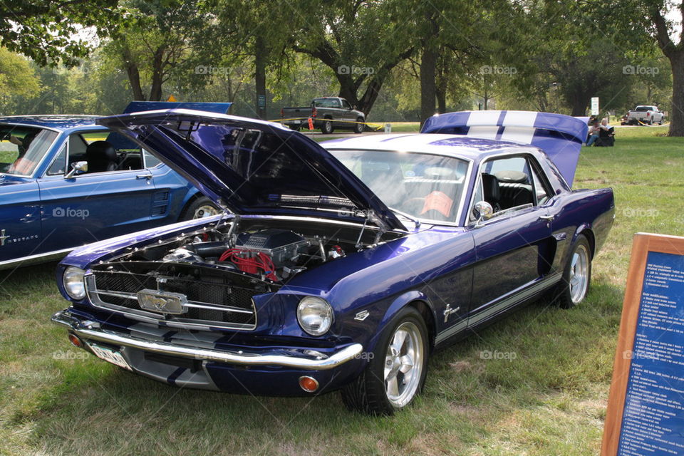 blue Mustang