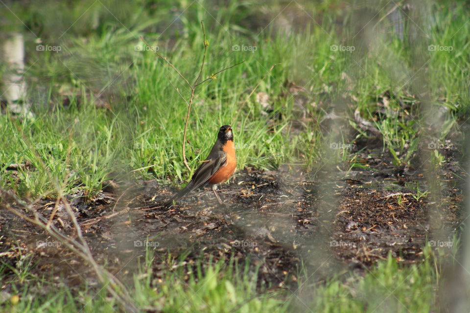Robin I'm the spring