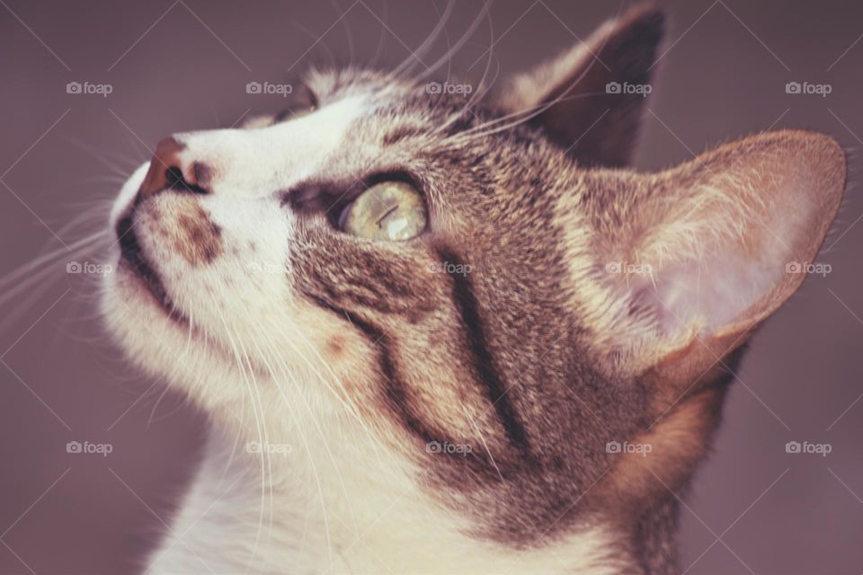 my feline // Nikon D3500