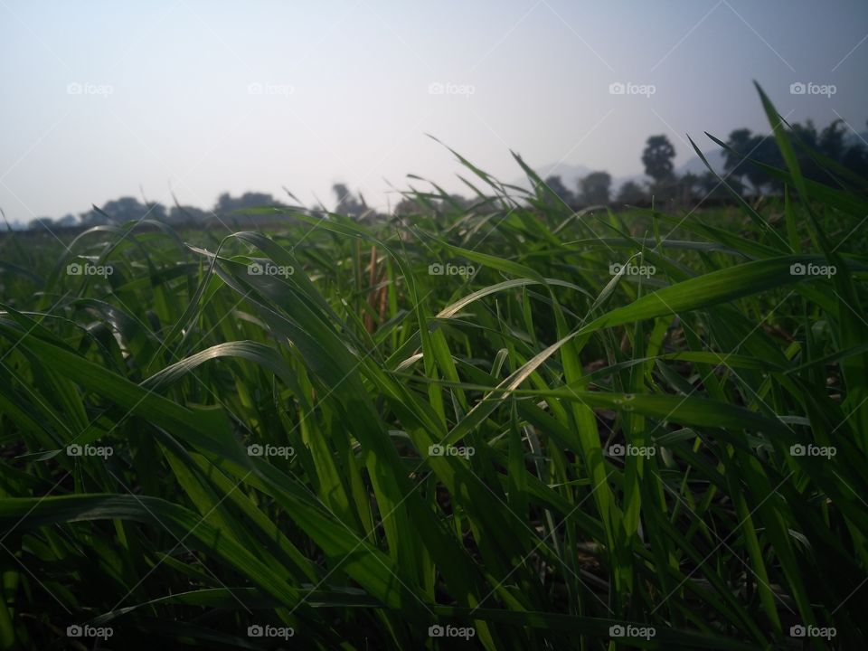 weats cultivation in the Feilds