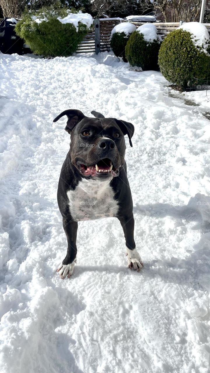 Happy dog in snow covered garden 