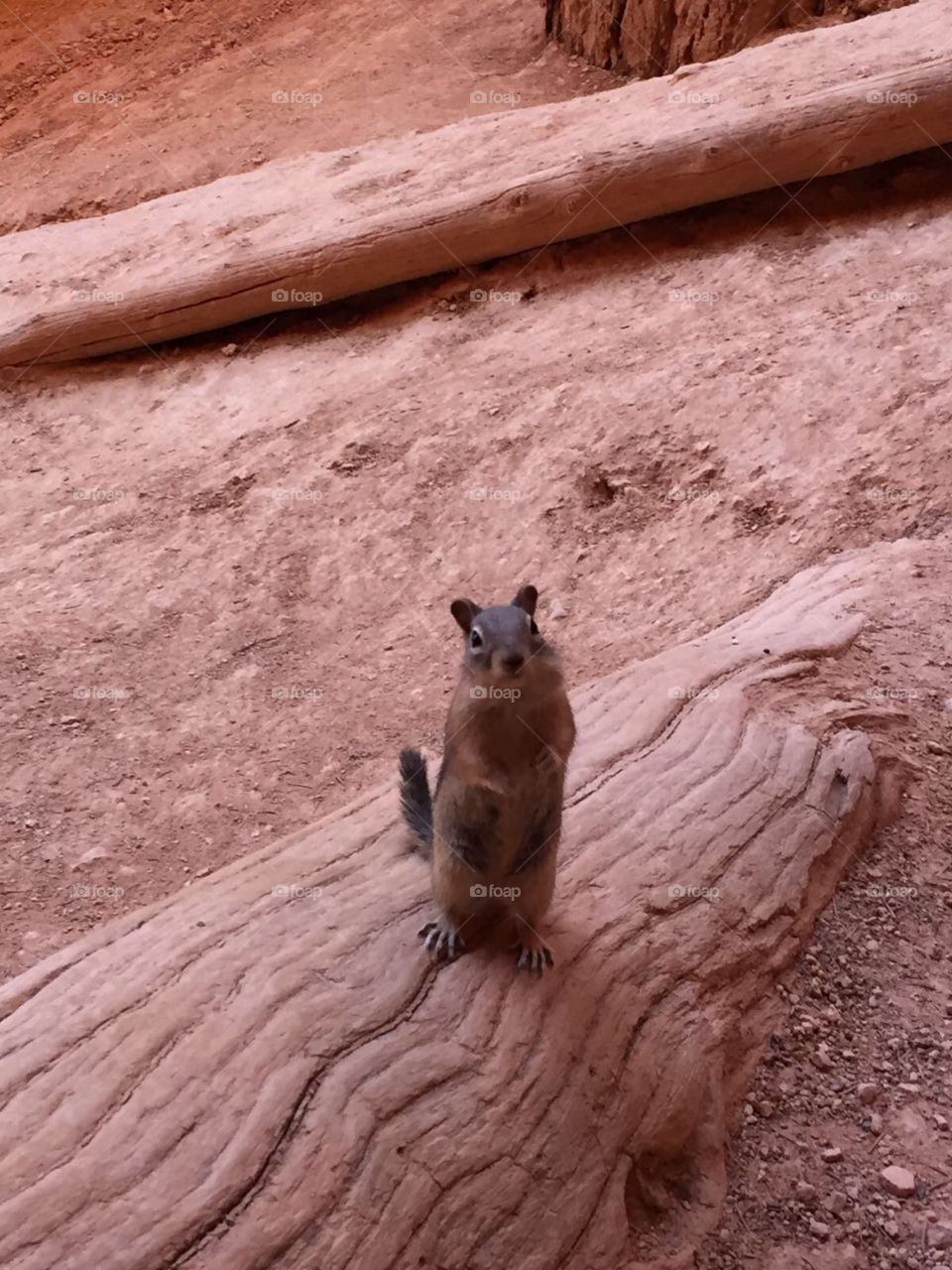 squirrel at gran canyon