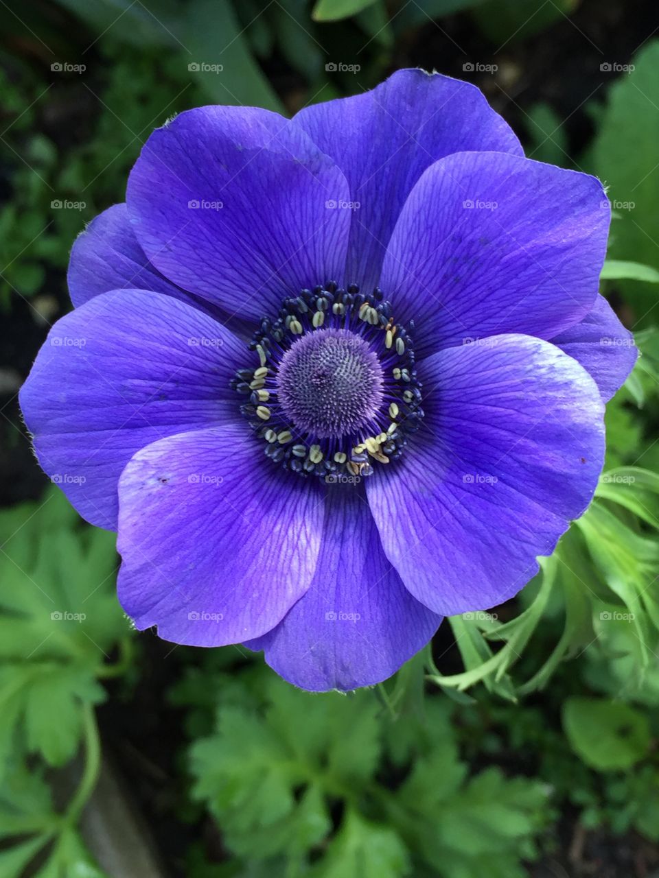 Blue Poppy