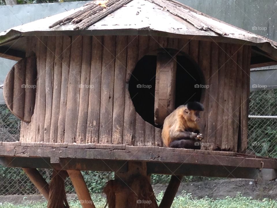 Monky. Visiting the São Paulo's Zoo Safari