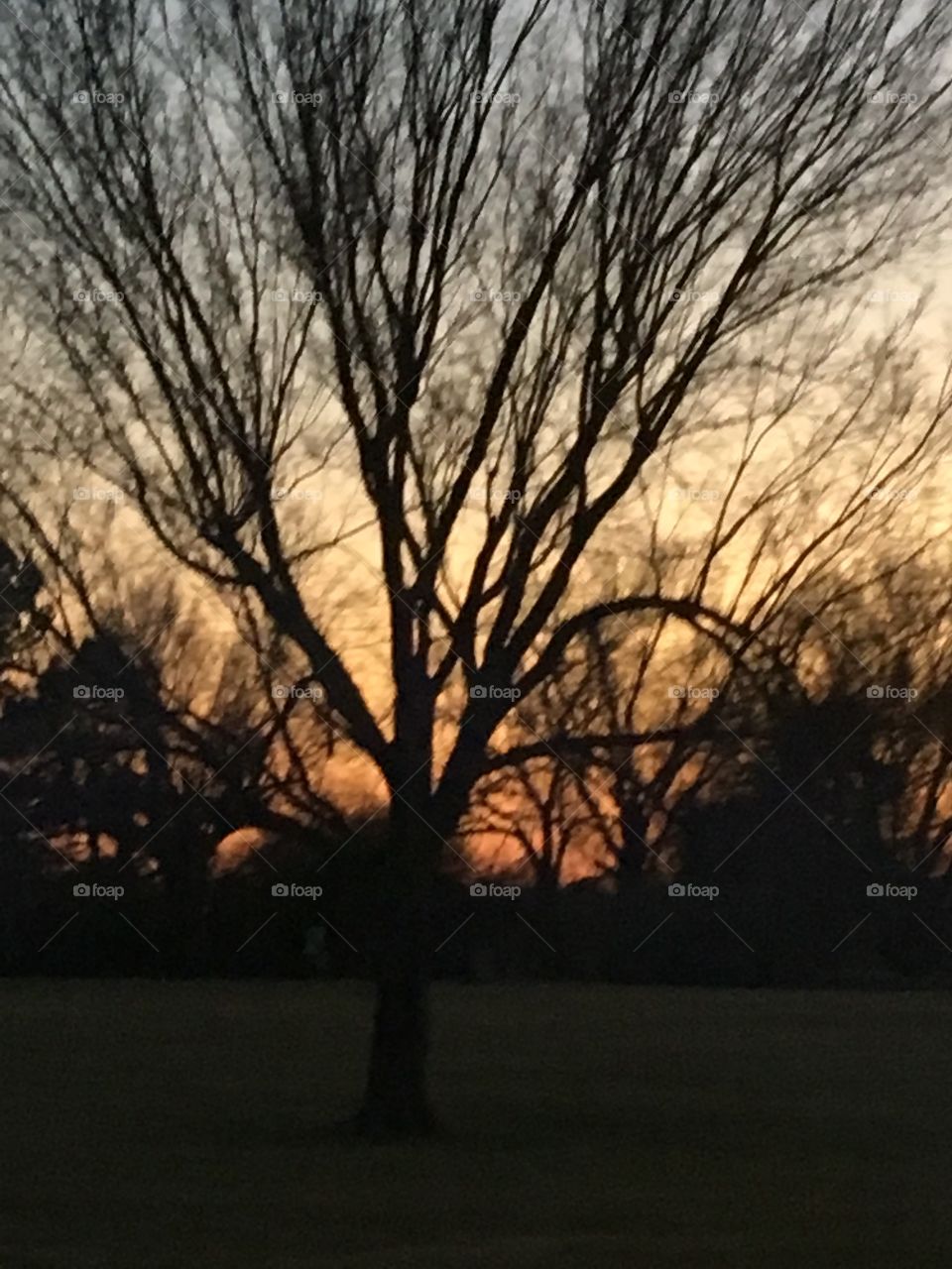 Sunset through the leafless trees. Last night such a lovely evening just to breath in the spring!