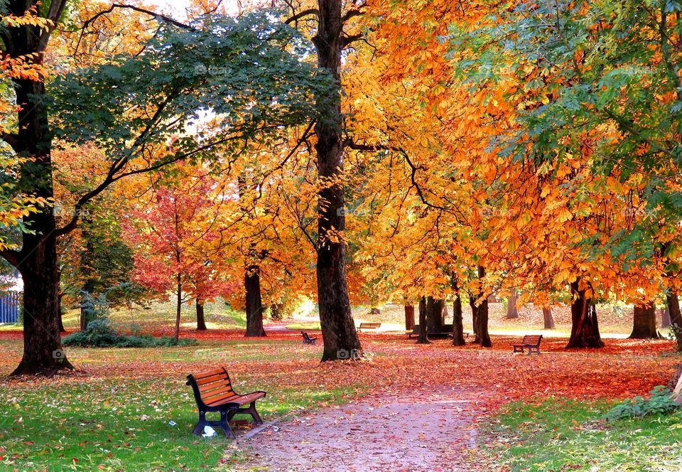 Aututmn trees in forest with empty benches