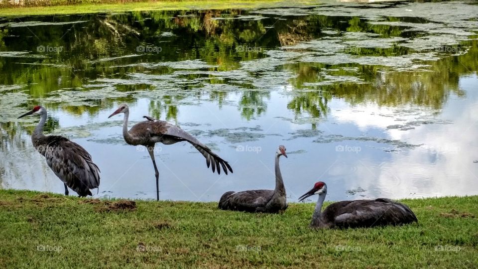 Lounging by the Pond