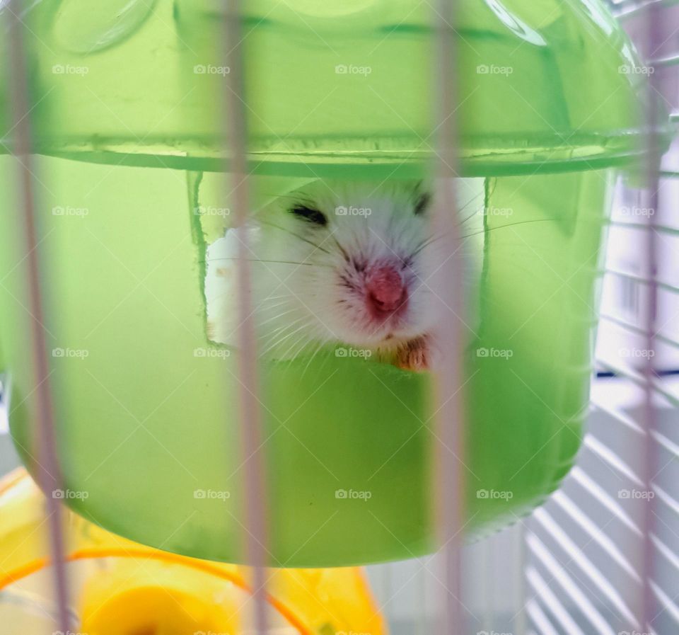 hamster