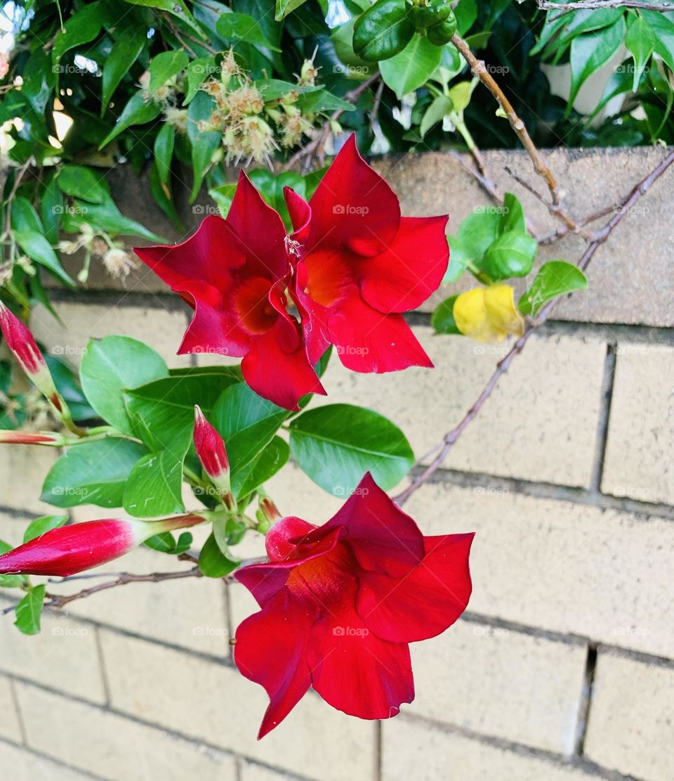 “It's beautiful to see flowers around; they give happiness and inspiration.”~S.Gibson