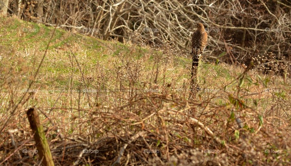 Hawk On Fence post