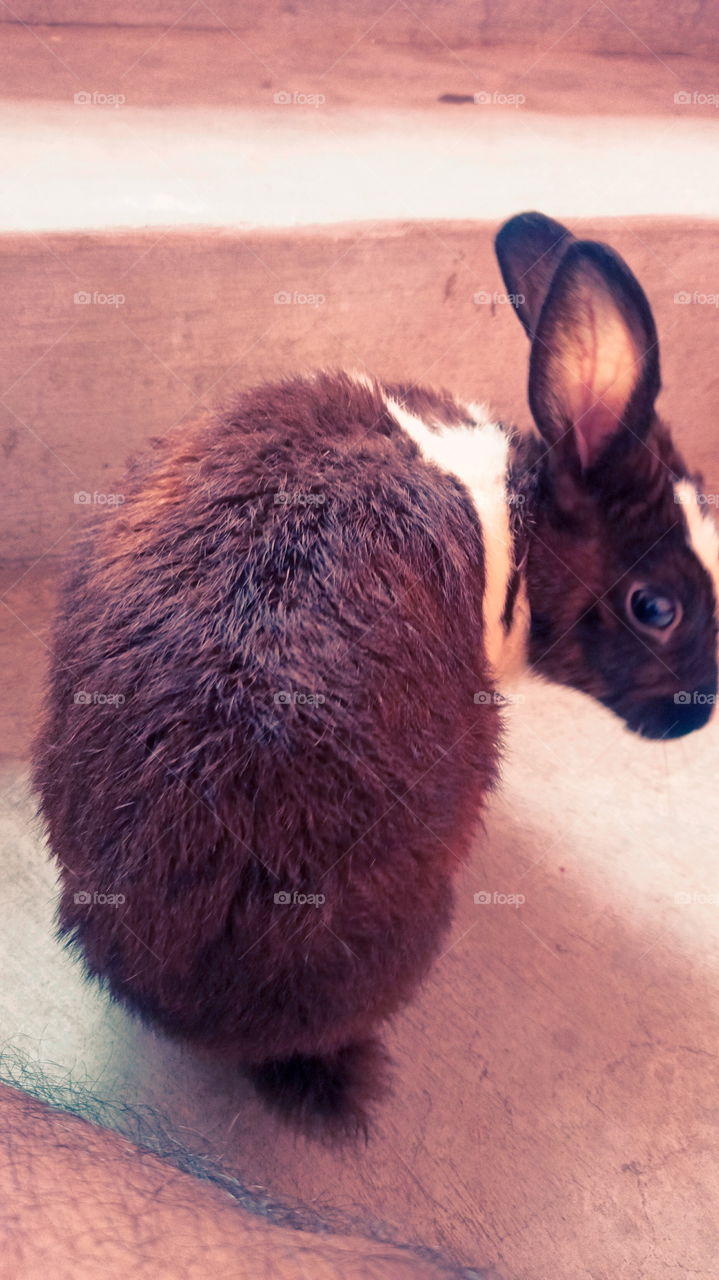 Rabbit Nice Look India