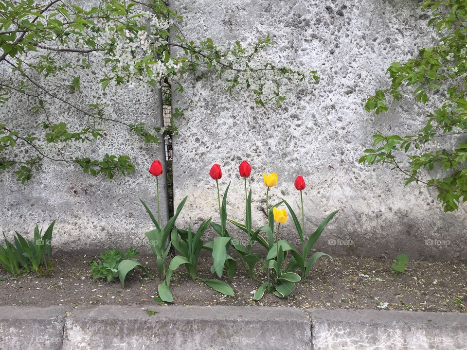 Tulips on a concrete wall background