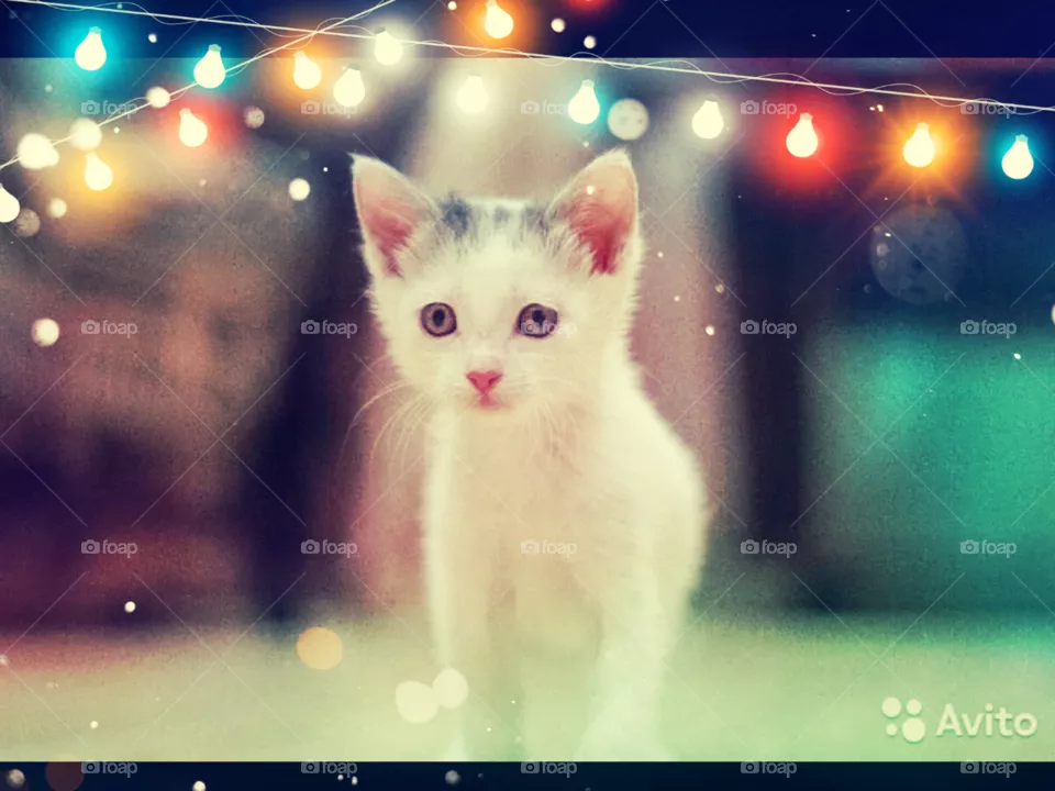 cat