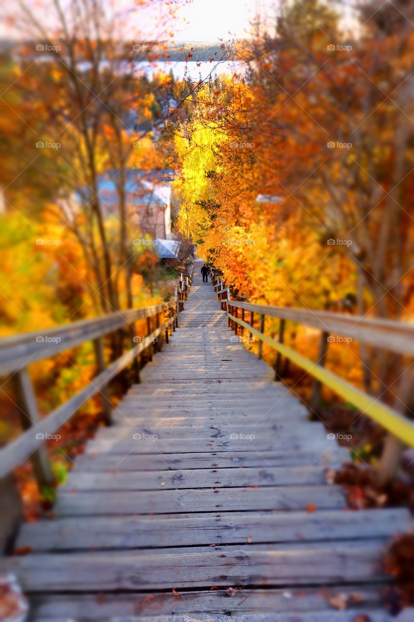 Stairway surrounded by autumn trees