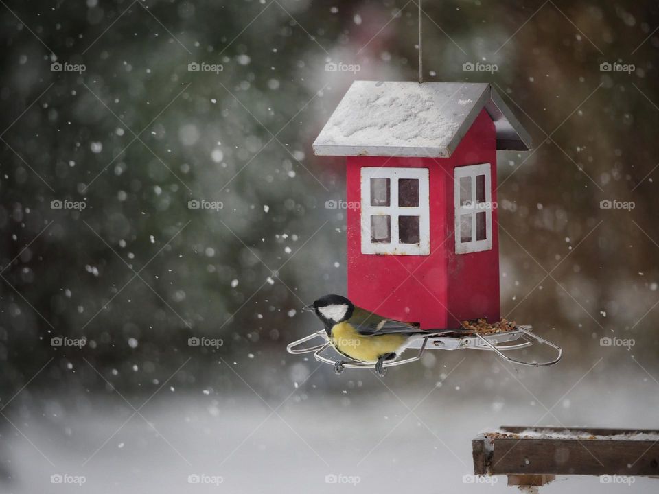 Bird feeding