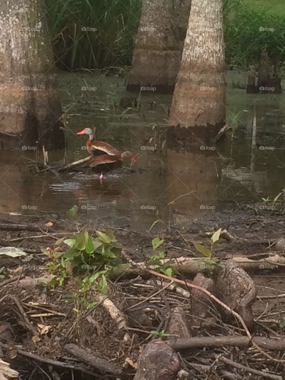 Duck
Swamp