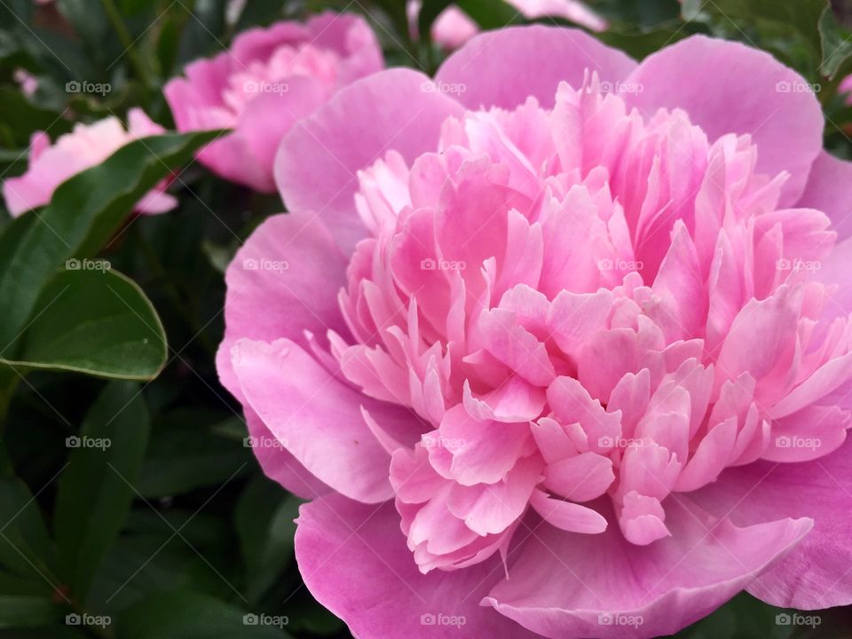 Close-up of flower in garden