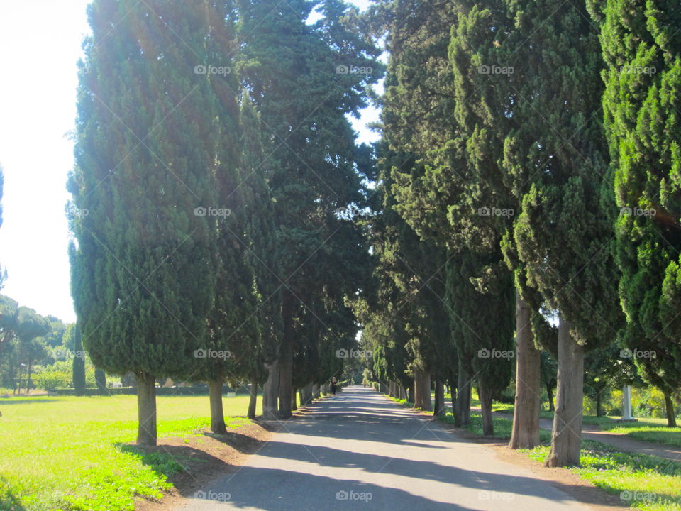 No Person, Tree, Outdoors, Nature, Landscape