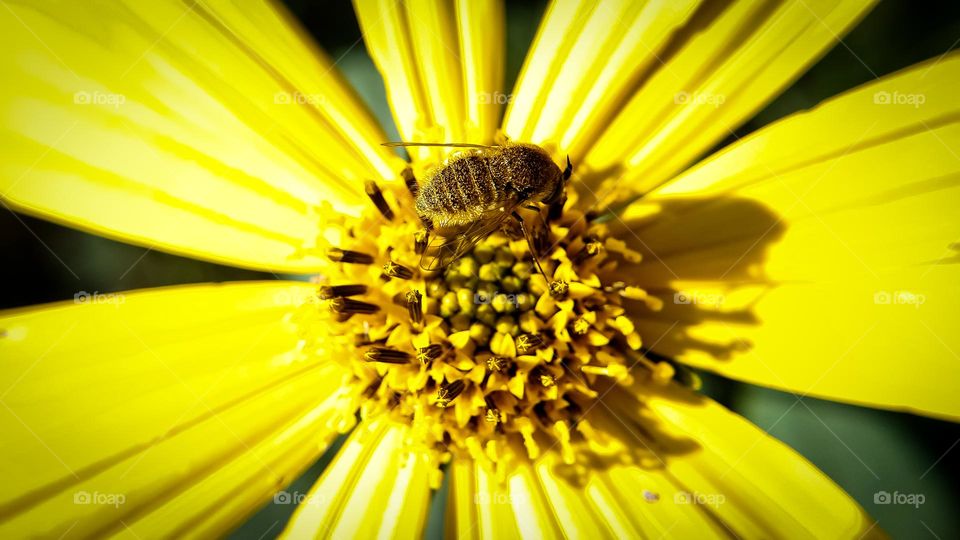 Yellow jacket feasting on a yellow flower #mobileseries