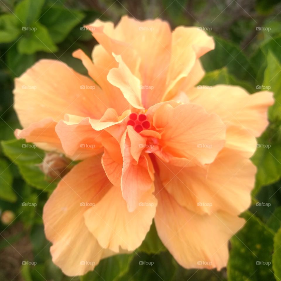 double hibiscus