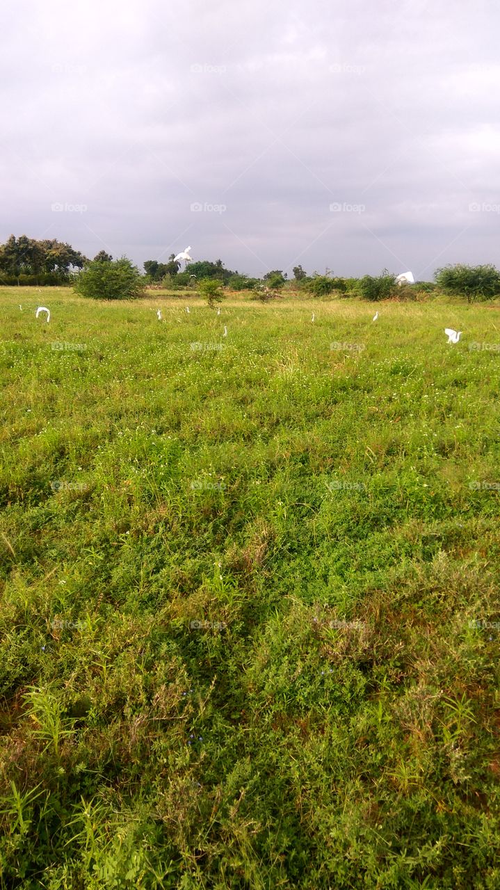 grass with birds